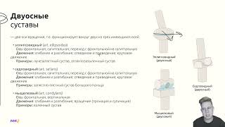 Урок 2  Классификация суставов по форме  План описания суставов