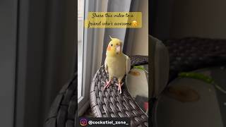 You are awesome🤗🤗#cockatiel #spreadlovechallenge #shorts