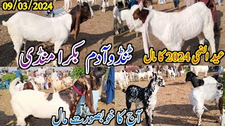 Tando Adam Bakra mandi | latest update today | Eid UL adha 2024 | aj ka mal vip | date 09/03/2024