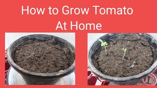 How to Grow Tomatoes at Home from seeds || Murad Ali Rehmani