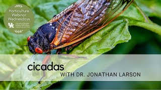 Cicadas