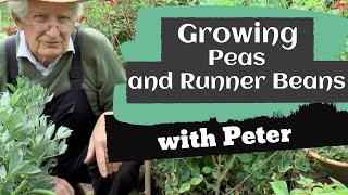 Growing Peas and Runner Beans | Garden Ideas | Peter Seabrook