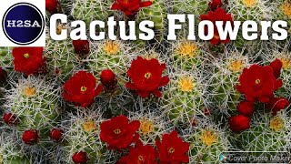 Cactus Flower - H2SA Code: FL004