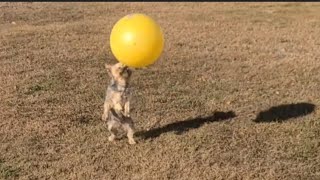 Rylie’s Talented Tricks with the Big Yellow Ball #yorkies #soccer #viralvideo #football #Rylie