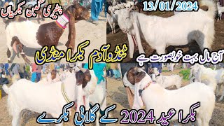 Tando Adam Bakra mandi | Latest update today | gulabi Goat | Bakra Eid 2024 | date 13/01/2024