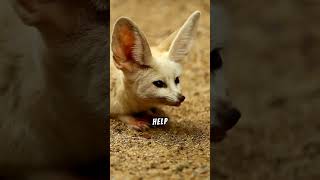 Fennec Foxes: The Fluffiest Ears in the Animal Kingdom!