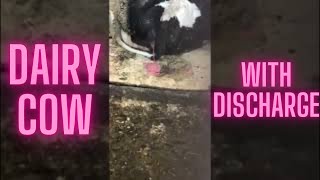 Cow With Gross DISCHARGE (Dairy Farming Reality) 15 😡🐄 #Shorts