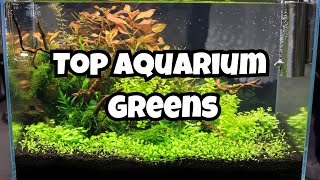 11 Best Aquarium Carpet Plants 🌿