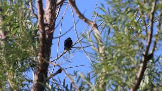 Crow,  Rattray Marsh, 08/15/21