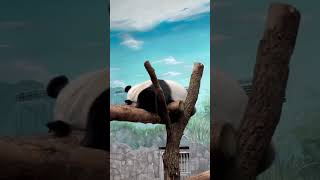 Крепкий сон молодого отца😴. Панда🐼 Жуи всем желает спокойной ночи😴💤🐼🥰