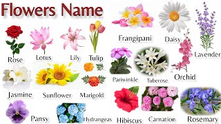 Flowers Name in English| Learn Flower Vocabulary with Picture |