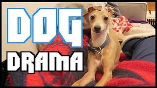 Dog Drama & My Doctor Visit