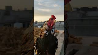 Aseel murga Short video #aseel #rooster #viral #ytshorts #shorts #foryou #trending #birds #murga