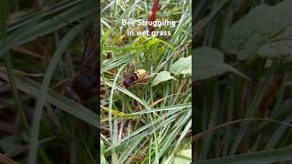 Watch the Bee Struggle in Wet Grass