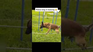 Smart dogs are cute and funny 2021#shorts