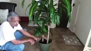 See My Decorative Planter for My tall houseplant (Mass Cane) (Corn Plant)