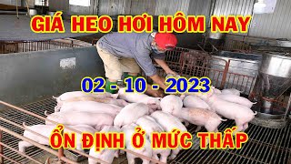 Giá Heo Hơi Hôm Nay 2-10: Ổn Định, Cao Nhất 56.000 đồng/kg |#NóngPlus