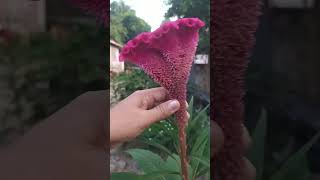 Kilala U to anong pangalan Ng flower 🌹 Sabi nila Palong DW  to Ng manok#viralvideo# trendingvideo