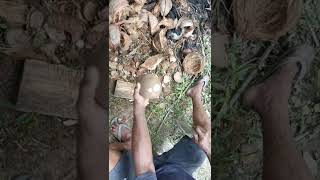 potong kelapa sempurna #coconut #kelapa #shorts #short #cutting #skills #farmer #petani #forest