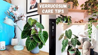 Philodendron Verrucosum Care Tips