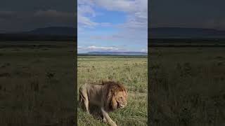 Oloimina this morning (Black Rock Boys 🎸🖤) #lion #leon #leão #wildlife #wildanimals #shorts #nature