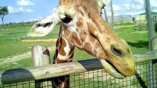 Animal time! (Giraffe feeding)