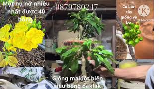 Giống mai đột biến #bonsai #xuhuong #caycanh #bonsaitree #maivang #maivangbonsai #vietnam