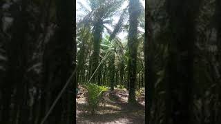 Panen sawit di kampung