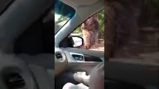 Camel eating bucket at Alabama Safari Park