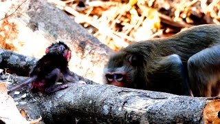 Wow! How does a monkey teach a baby to walk? Baby monkeys learn to walk very strong baby