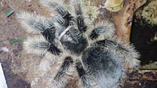 COME MEET MY TARANTULAS and CHAT