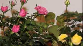 Toofan   Turkish song & Flower videos