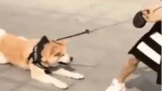 the little dog puts her cute hand on her owner