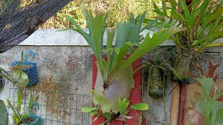 Conhecendo o Platycerium Hillii Wild, falando sobre o complexo Bifurcatum