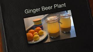 Making a Ginger Bug or Ginger Beer Plant.