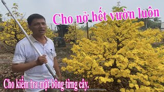 Chơi lớn A Công cho Mai Nở cả vườn cho mọi người xem mặt bông từng cây.