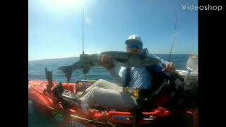 Huge Cuban Wahoo Caught While Offshore Kayak Fishing.