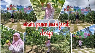 SERU WISATA PANEN JERUK ‼️MAKAN GRATIS PULANG BAYAR #wisata