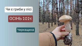 ГРИБИ сезон ОСІНЬ 2024 / Чи є взагалі гриби Черкащина / Що ми знайшли