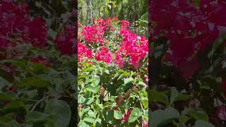 Polynesian Flower #flowers #viralvideo #shorts