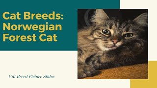 Norwegian forest cat Slides - Cat Breeds