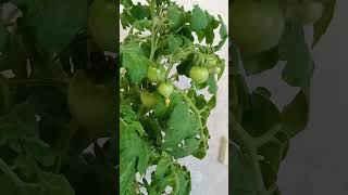 Урожай помидоров дома в конце октября)🍅 #помидоры #урожай  #shorts