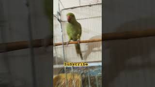 #youtubeshorts #viralvideo #viralshort #foryou #foryoupage #foryou #subscribemychannel #cutebird 💖