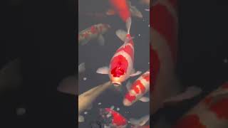 What varieties of KOI FISH are in this HUGE KOI POND? #koi #japanesekoi #koipond