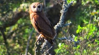 Bird of Morocco: African Marsh Owl   بومة الرأس الإفريقية