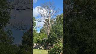 Felling a 50 year old tree that was struck by lightning.  68 foot, 24 inch diameter Southern Pine!