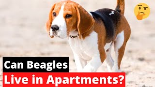 Can Beagles Live in Apartments? Are Beagles Fit to Stay in Apartments?