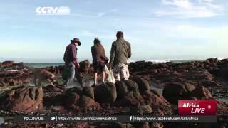 3838 Bibliothek CCTV Afrique Foraging practice revived along the SA's Cape coast