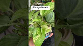 Growing mixed pothos in a bowl| propagate money plant in water| DIY using money plant #shorts