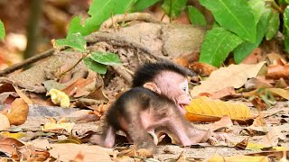 ABANDONED...EMOTIONAL SADNESS AND FEELING SCARY...PITIFUL POOR NEWBORN BABY MONKEY BRIYA.